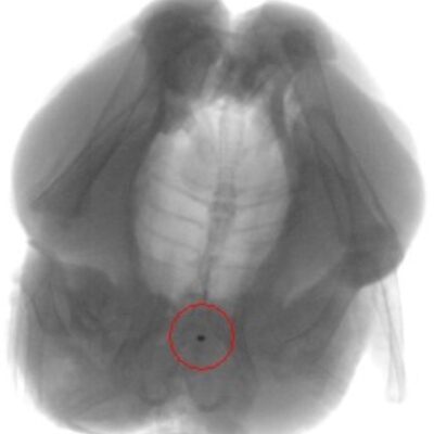 X-Ray
